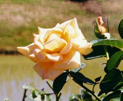 [Rose Garden]